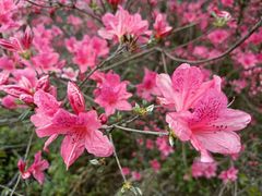 -木兰云雾山