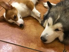 -more than meow吴止猫主题餐厅(承德 中船汇店)