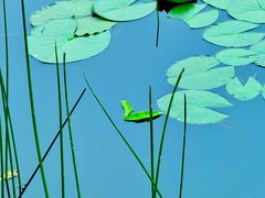 -白鹭湾湿地公园