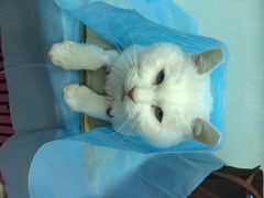 纳吉亚动物诊所-纳吉亚猫专科动物诊疗中心(蒋宅口分院)