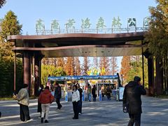 -黄海国家森林公园