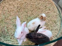 -正佳雨林生态植物园