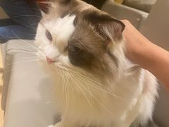 -猫腻·猫咖·撸猫馆(星光大道店)