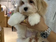 -翊宠yipet猫狗购宠庄园犬舍•猫舍