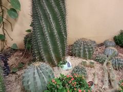 -正佳雨林生态植物园
