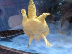 -岭南海晏楼(东晓南店)