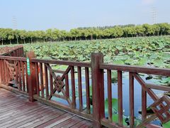-荷塘月色湿地公园·向阳花洲