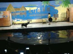 android_upload_pic-洛阳龙门海洋馆