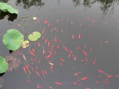 -武清南湖绿博园