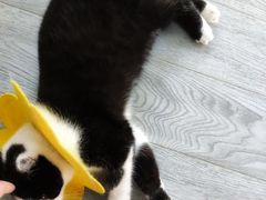 -喵屿·大理花园猫咖