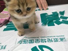 -瑞派宠物医院·24h·骨外科·皮肤科·全科宠物医疗转诊中心(沈阳浑南院)