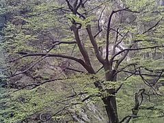 201404131376-大明山自然探索公园