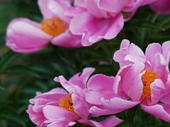 -扬州大运河文化旅游度假区·盆景园