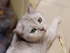 -藏猫猫咖啡主题馆(中央大道店)