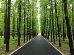 -东平国家森林公园