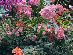 -梧桐山风景名胜区