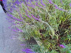 -宜家家居(高新商场店)