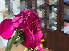 -朝来春花卉市场