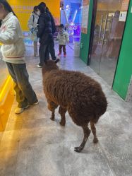 -神奇动物撸宠馆·羊驼·小浣熊·异宠(豫园店)