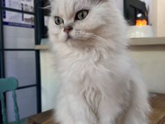 -猫小院猫主题餐厅(南锣旗舰店)