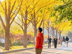 -三里屯东五街银杏大道