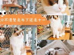 -喵屿·大理花园猫咖