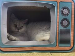 -Heymao猫咖.咖啡厅(东门店)