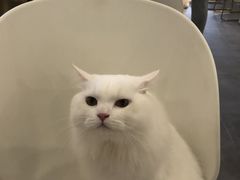 -飞行喵MR PILOT|猫舍·猫咖(静安大融城店)