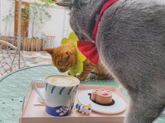 -喵屿·大理花园猫咖