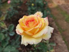 -人民公园(罗湖区)