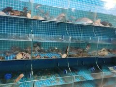 水产区-宾朋海鲜特色美食餐厅·纯手工鲅鱼水饺(兴海路店)