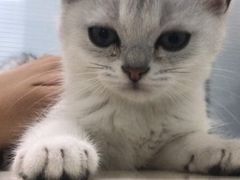 -瑞派·关忠动物医院·异宠专科·犬猫肿瘤·皮肤专科(望京店)