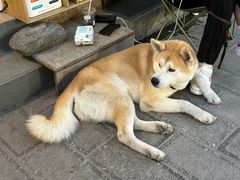 -大青树咖啡(大理古城店)