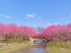 -花开海上生态园