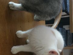 -平行世界·猫咖(首经贸店)