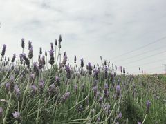 -紫颐香薰山谷景区