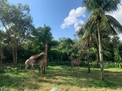 -海南热带野生动植物园