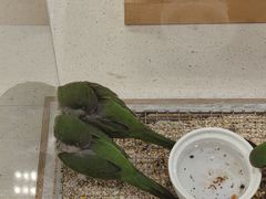 -帕帕拉兹宠物(亚洲旗舰店)