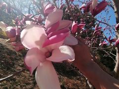 -北京西山国家森林公园