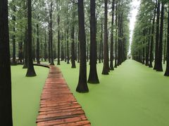 -渌洋湖湿地公园