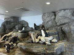 -大阪海游馆
