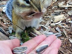 -五营红松林海景区