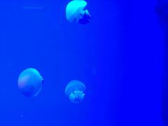 -福州罗源湾海洋世界旅游区