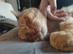 -宠爱国际动物医院·消化内科·心肾内科·ISFM猫友好(望京店)