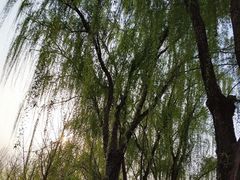 -西清公园