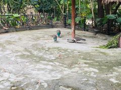 -深圳野生动物园