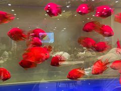 -蟹小满·蟹黄捞面(杭州西湖店)