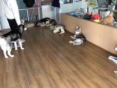 -Husky Go! 哈士奇体验馆·宠物咖啡厅狗咖