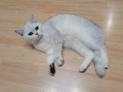 -猫尾侦探俱乐部·剧本杀·狼人杀
