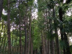 -上海滨江森林公园